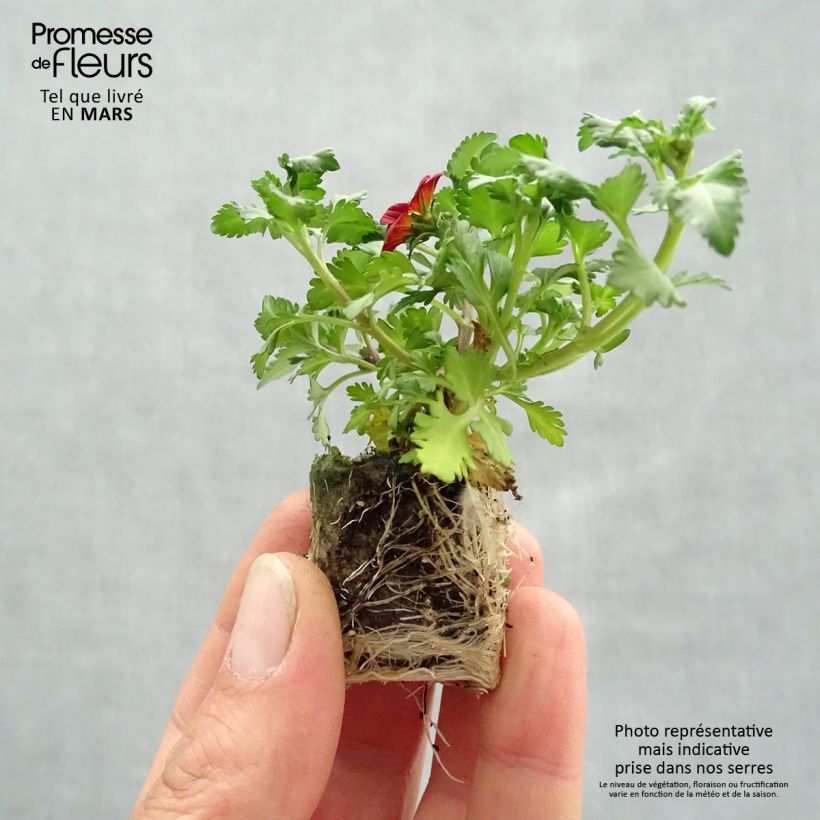 Example of Bidens Beedance Painted Red - Zweizahn Mini-Plug Ø 3/4 cm as you get in printemps