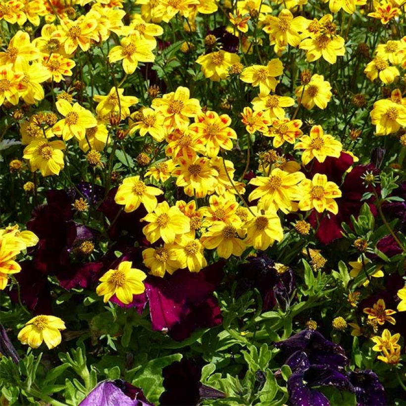 Bidens Beedance Painted Yellow - Zweizahn (Plant habit)