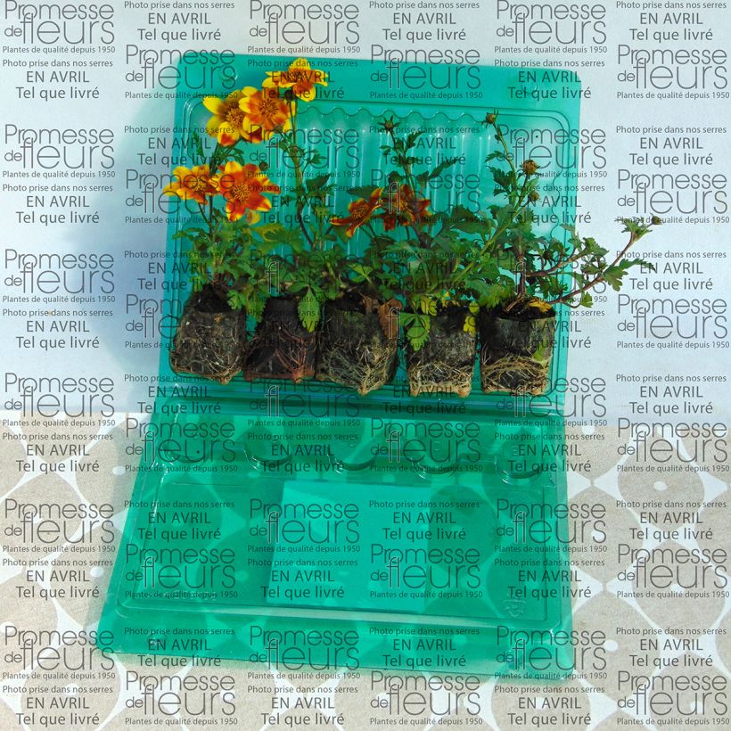 Example of Bidens Beedance Painted Yellow - Zweizahn Mini-Plug Ø 3/4 cm as you get