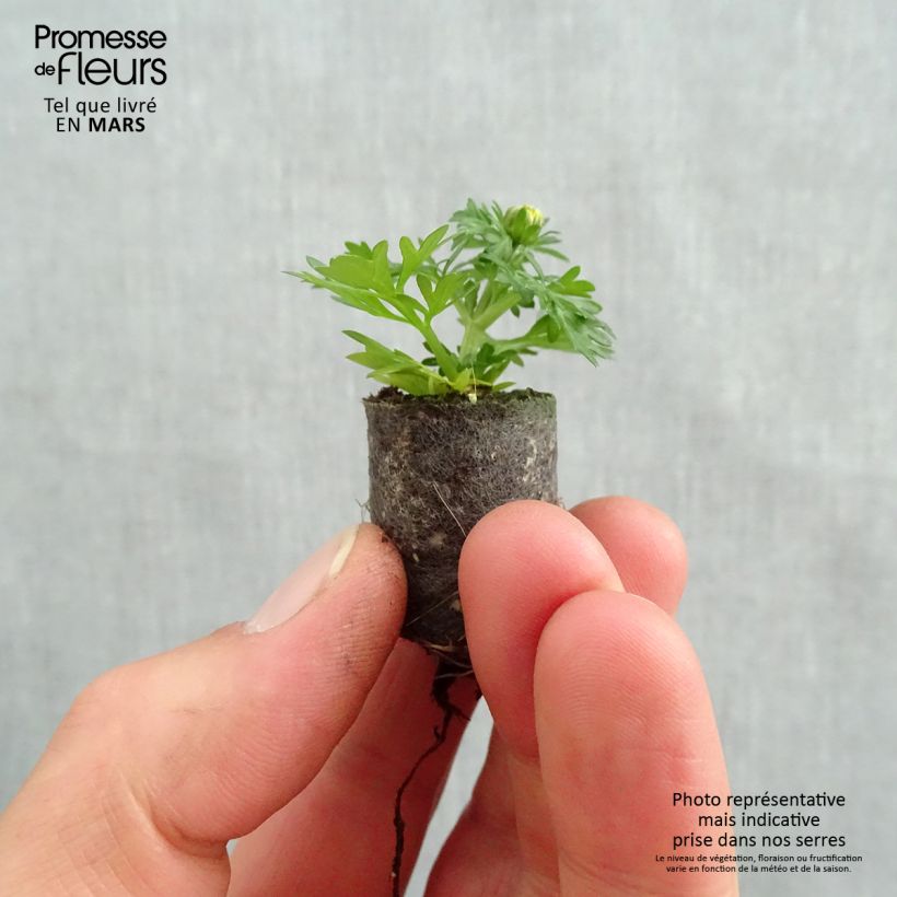 Example of Bidens ferulifolia Lemon Moon - Zweizahn Mini-Plug Ø 1,5/2,5 cm as you get in printemps