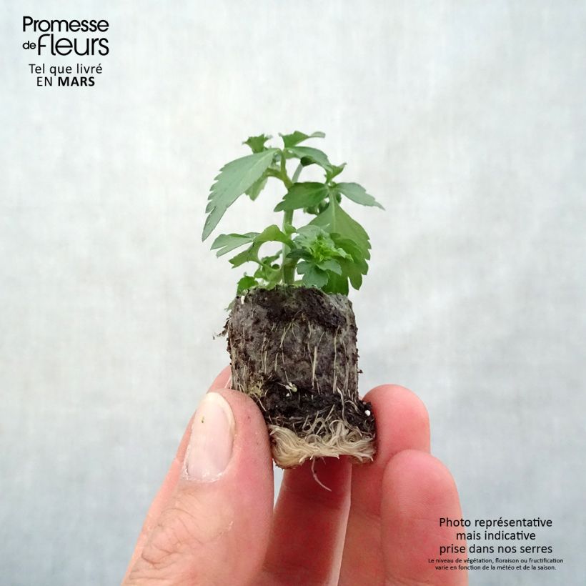 Example of Bidens ferulifolia Pirate's Pearl - Zweizahn Mini-Plug Ø 3/4 cm as you get in printemps