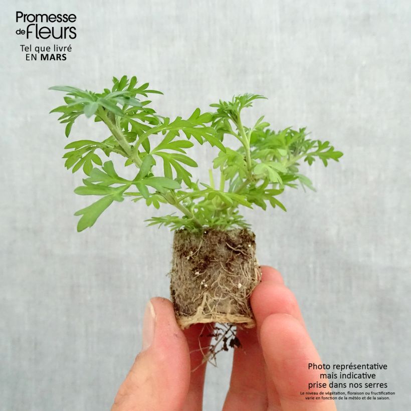Example of Bidens ferulifolia Yellow Charm - Zweizahn Mini-Plug Ø 3/4 cm as you get in printemps