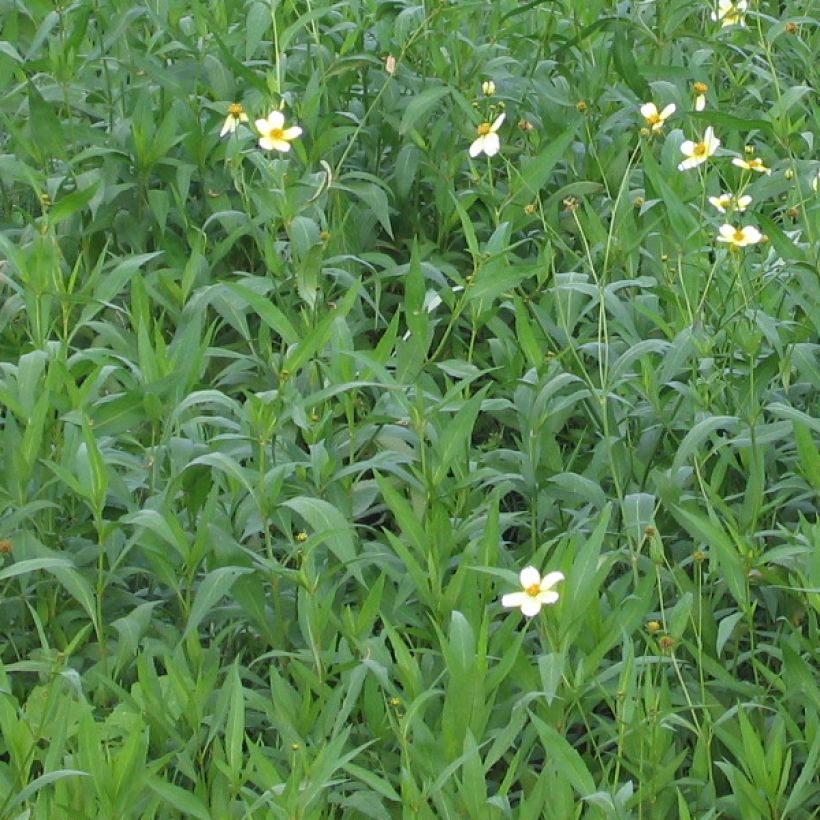 Bidens heterophylla aurea - Zweizahn (Foliage)
