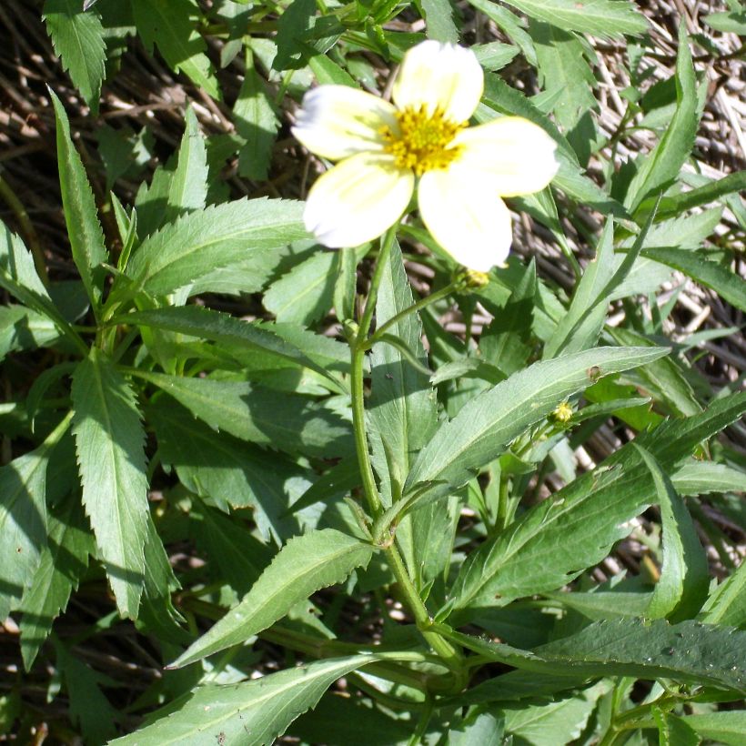 Bidens heterophylla aurea - Zweizahn (Plant habit)