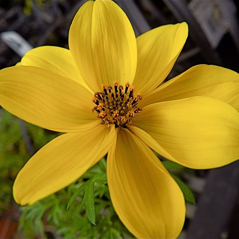 Bidens ferulifolia - Zweizahn (Flowering)