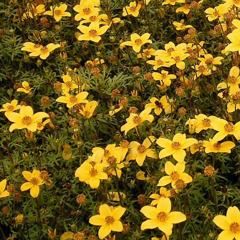 Bidens ferulifolia - Zweizahn (Plant habit)