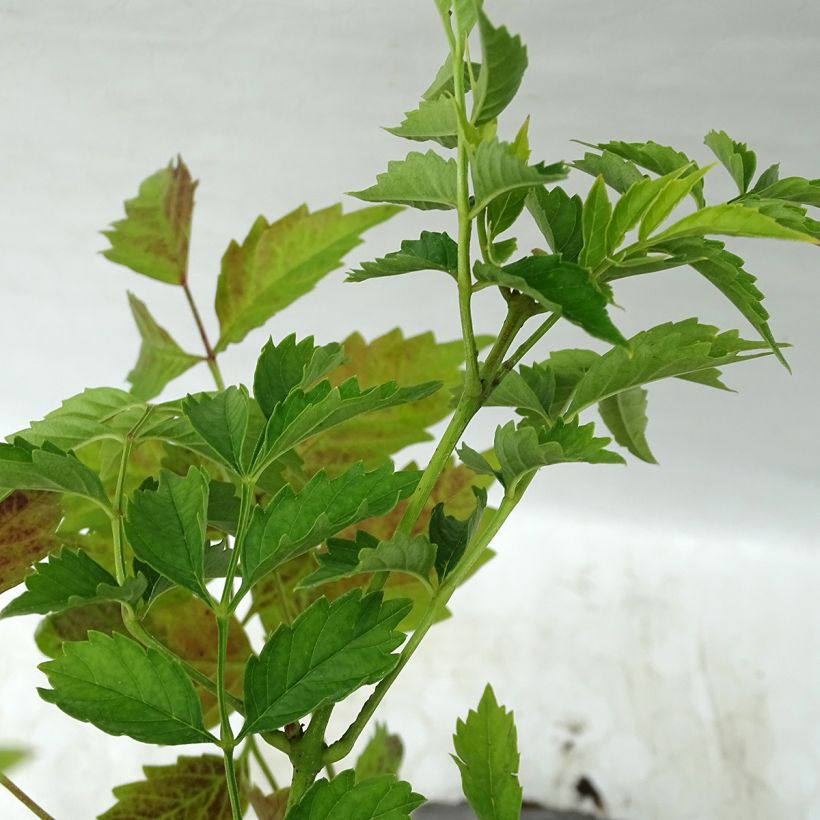 Campsis tagliabuana Summer Jazz Gold - Große Klettertrompete (Foliage)
