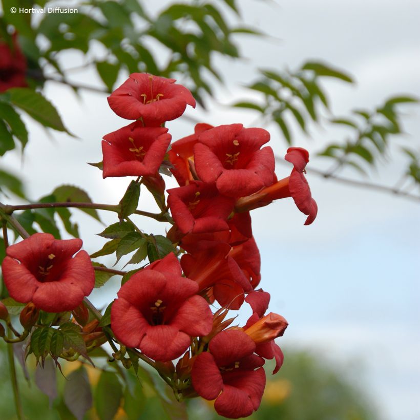 Campsis x tagliabuana Ebony & Red - Große Klettertrompete (Blüte)