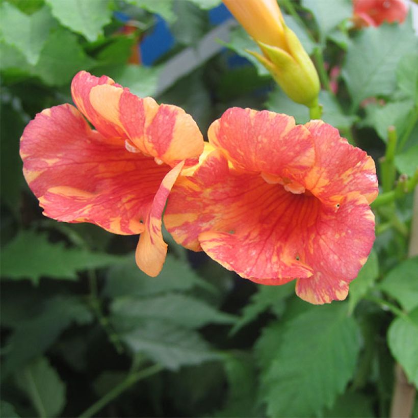 Campsis tagliabuana Orangeade - Große Klettertrompete (Flowering)