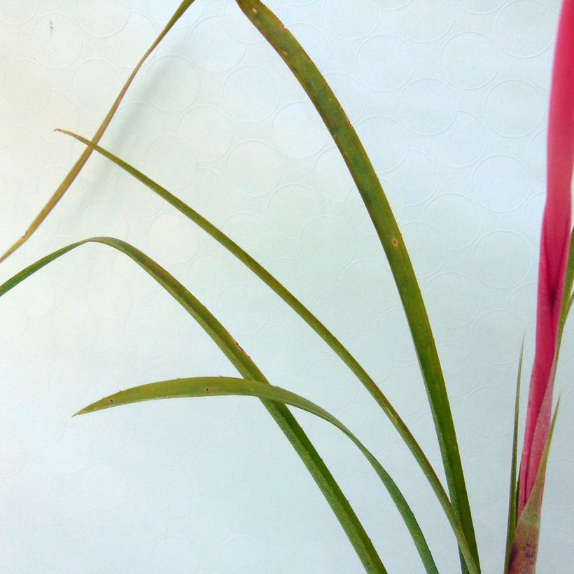 Billbergia nutans - Zimmerhanf (Foliage)