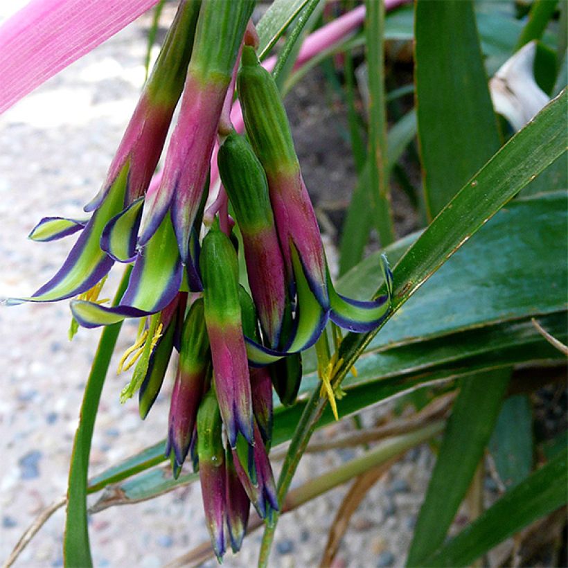 Billbergia nutans - Zimmerhanf (Flowering)