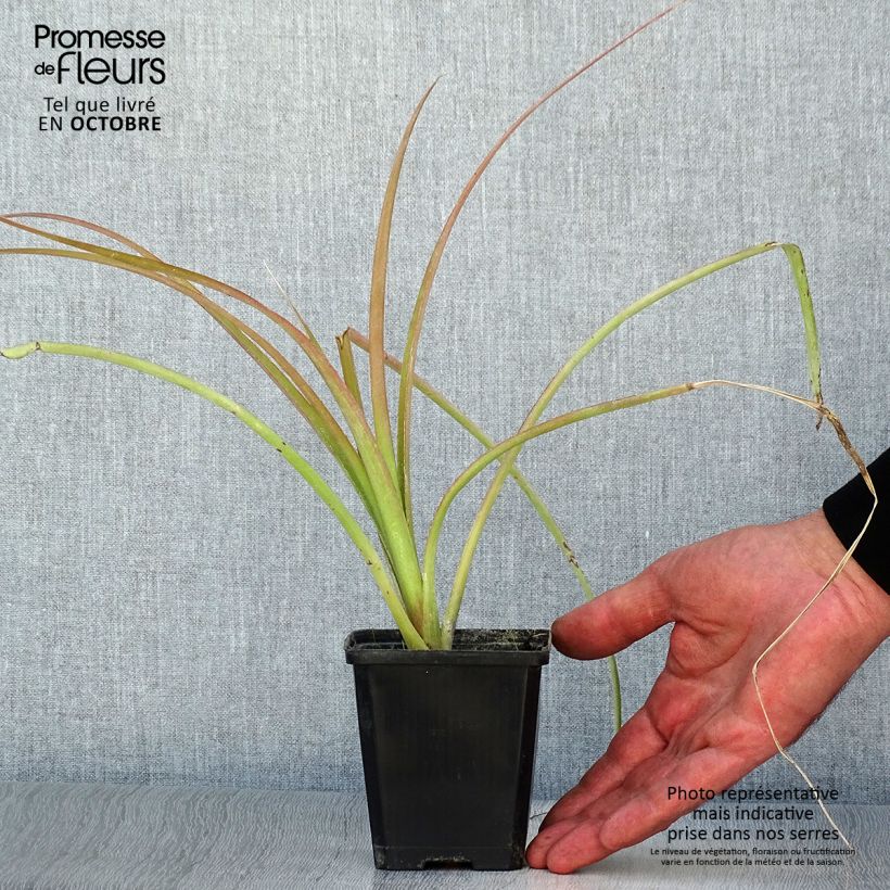 Example of Billbergia nutans - Zimmerhanf Kleine Töpfe von 7/8 cm as you get in automne