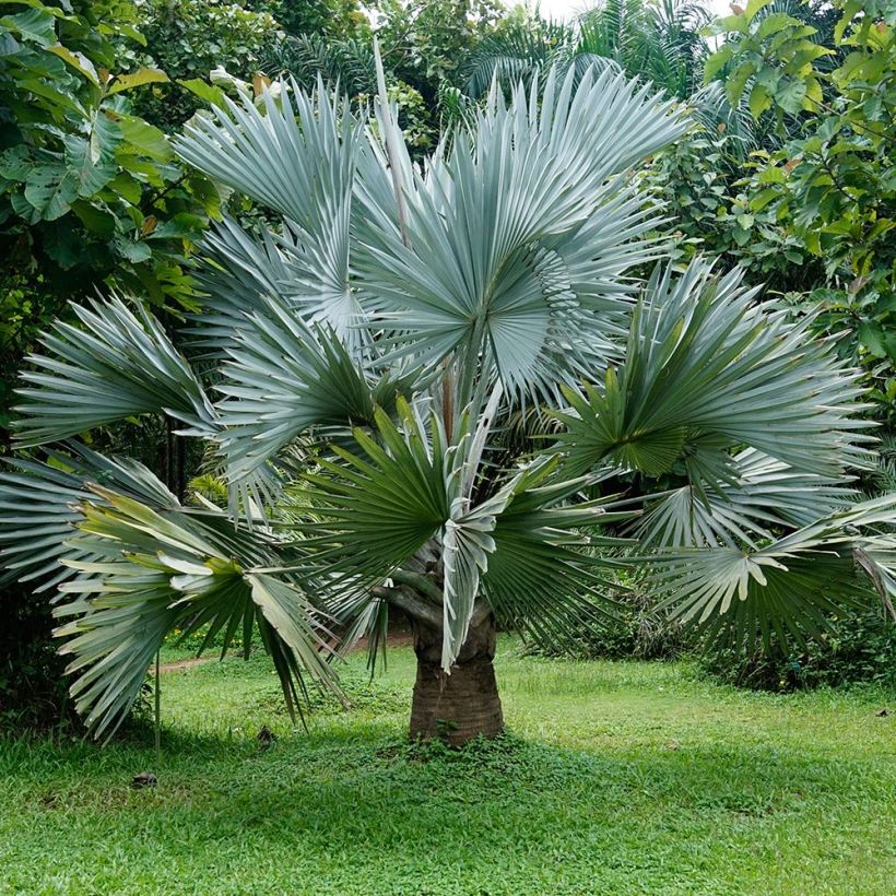 Bismarckia nobilis - Bismarck-Palme (Plant habit)