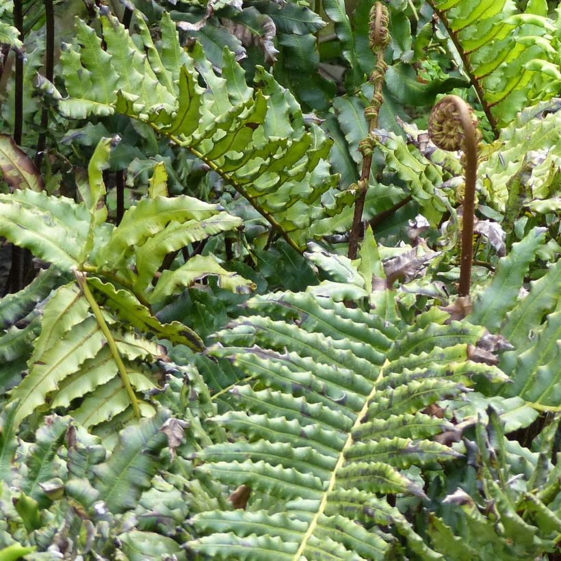 Blechnum chilense - Palmblatt-Farn (Foliage)