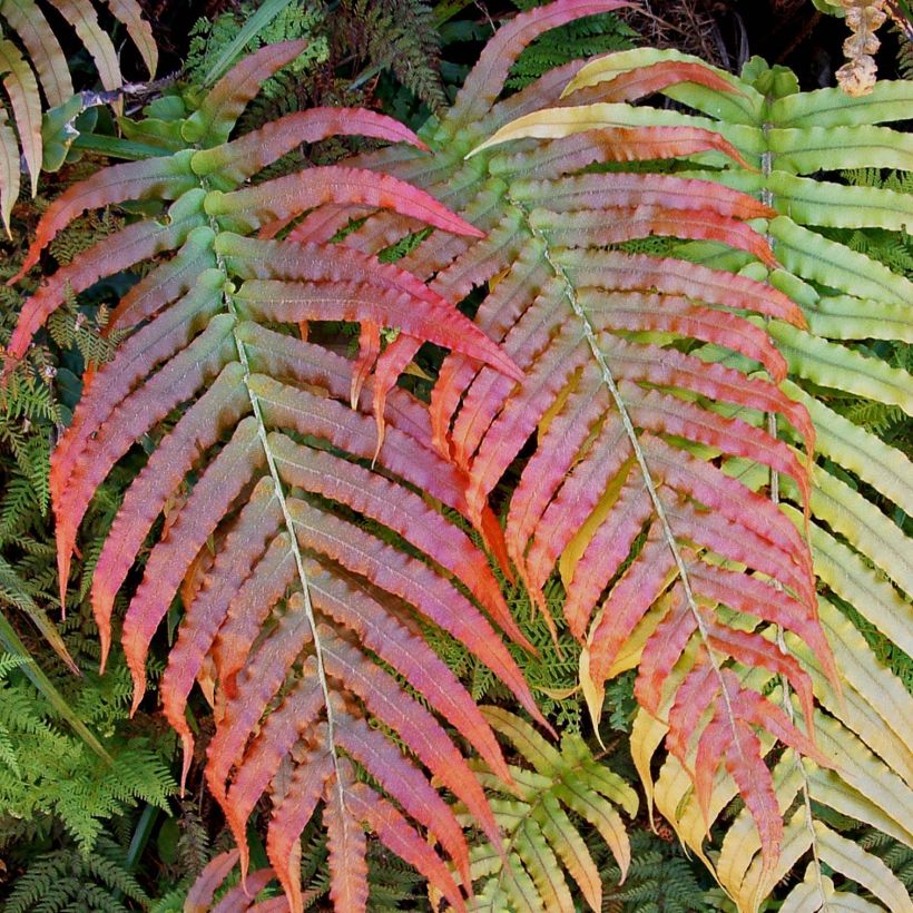 Blechnum novae-zelandiae - Neuseeland-Kammfarn (Foliage)