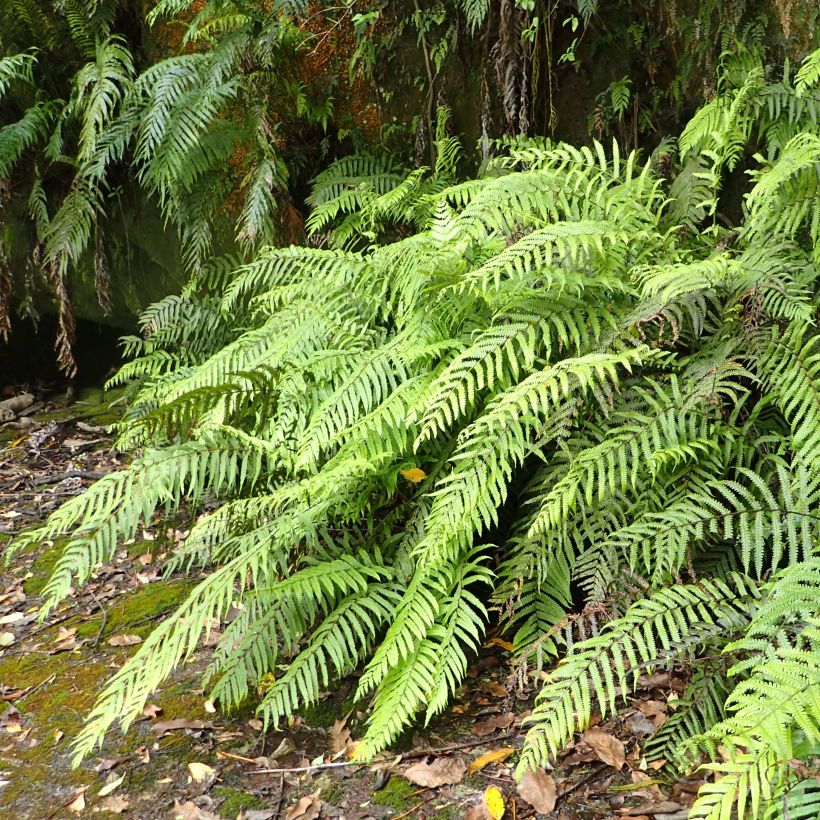 Blechnum novae-zelandiae - Neuseeland-Kammfarn (Plant habit)