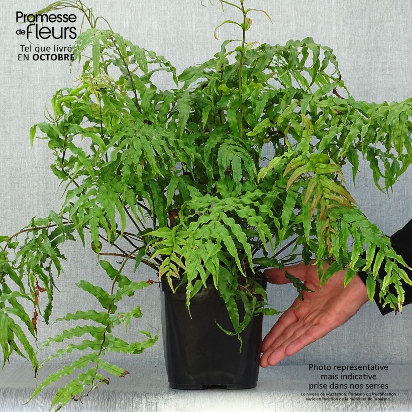 Example of Blechnum novae-zelandiae - Neuseeland-Kammfarn Topf mit 3L/4L as you get in automne