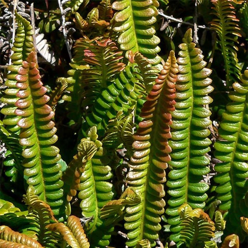 Blechnum penna-marina - Seefeder Rippenfarn (Foliage)