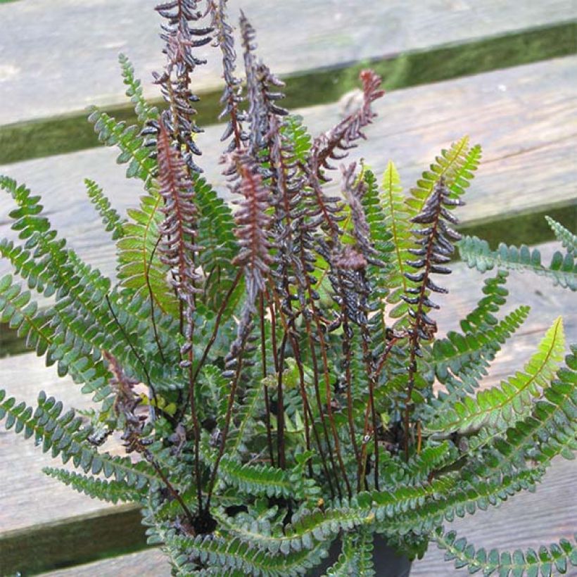 Blechnum penna-marina - Seefeder Rippenfarn (Plant habit)