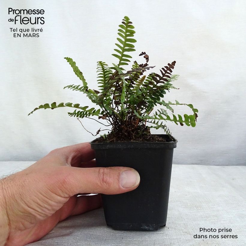 Example of Blechnum penna-marina - Seefeder Rippenfarn Kleine Töpfe von 8/9 cm as you get in hiver