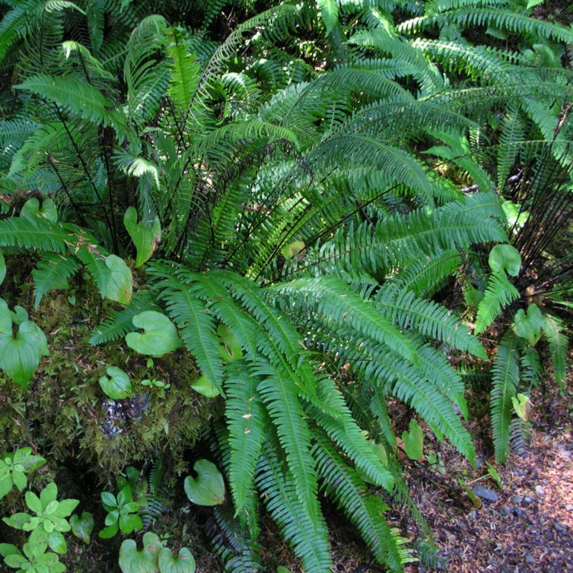 Blechnum spicant - Rippenfarn (Plant habit)