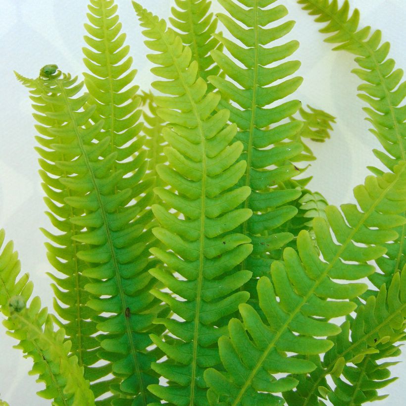 Blechnum spicant - Rippenfarn (Foliage)