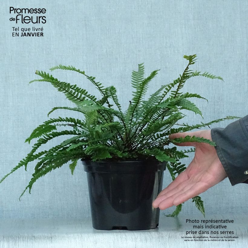 Exemplar von Blechnum spicant - Rippenfarn Topf mit 2L/3L wie im Winter geliefert