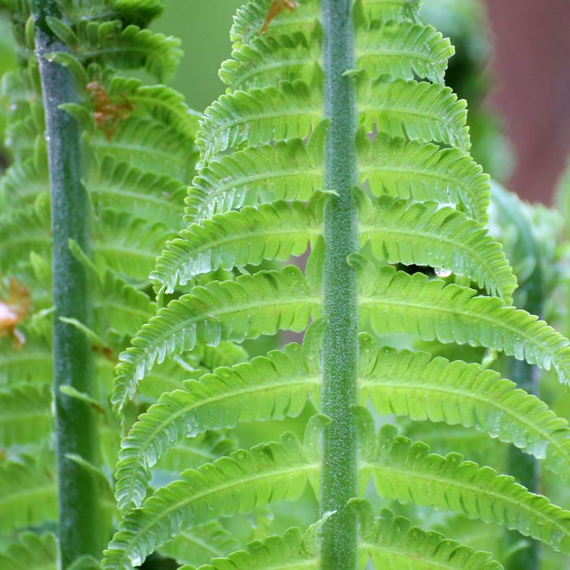 Blechnum discolor (Laub)