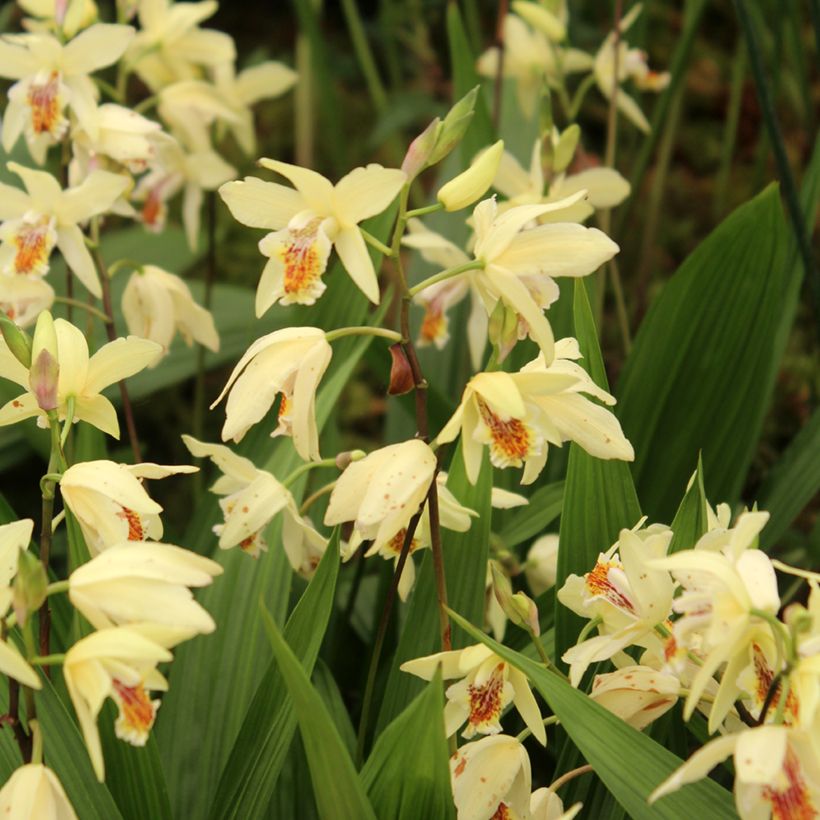 Bletilla ochracea - Gelbe Japanorchidee (Plant habit)