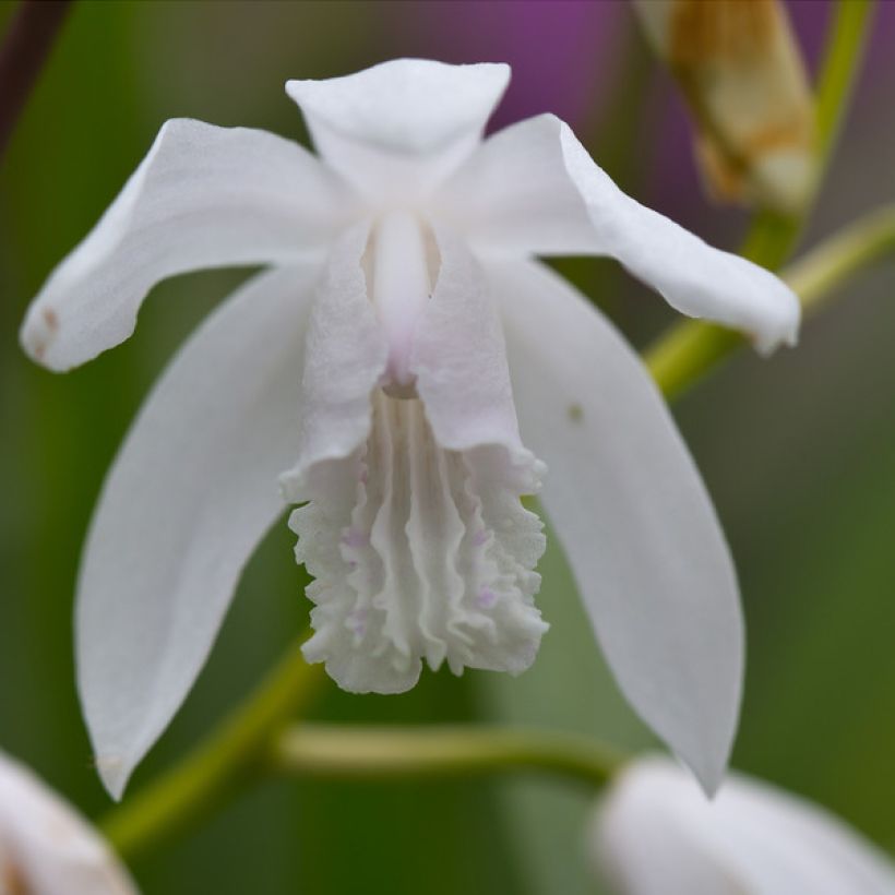Bletilla striata f. gebina - Japanorchidee (Flowering)