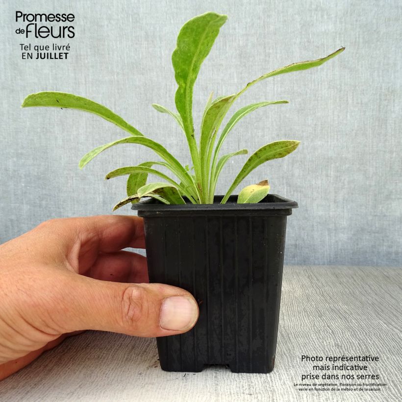 Exemplar von Berg-Flockenblume - Centaurea montana Kleine Töpfe von 7/8 cm wie im Sommer geliefert