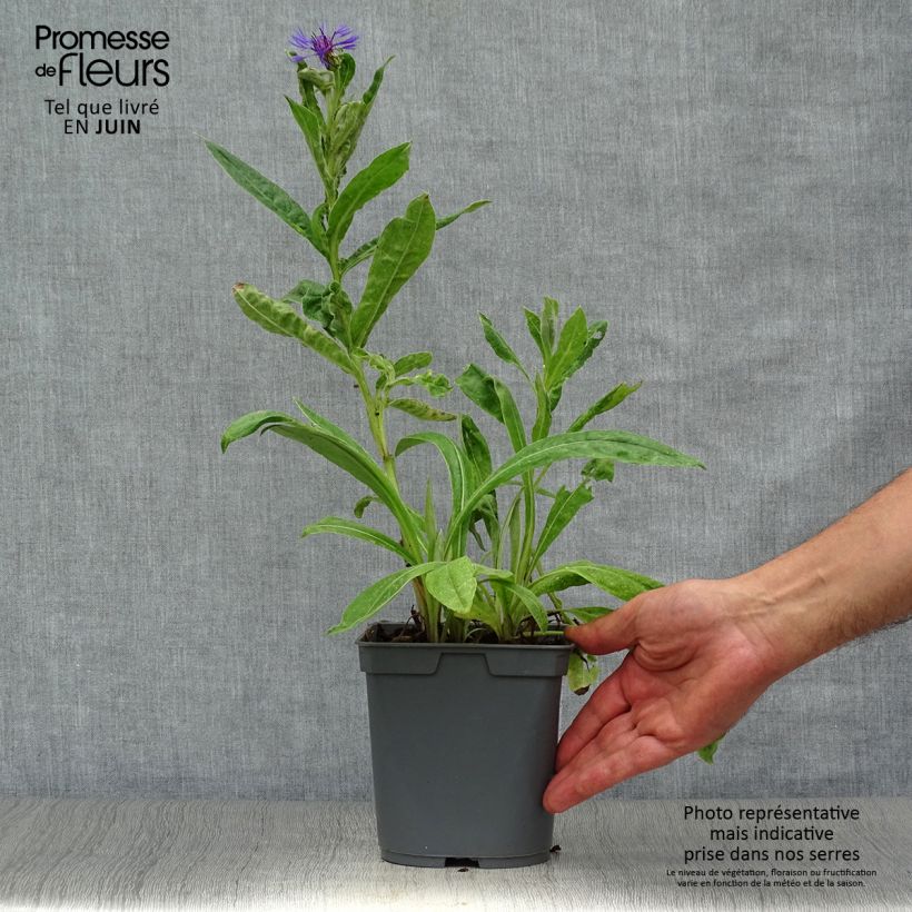 Exemplar von Berg-Flockenblume - Centaurea montana Topf mit 2L/3L wie im Sommer geliefert