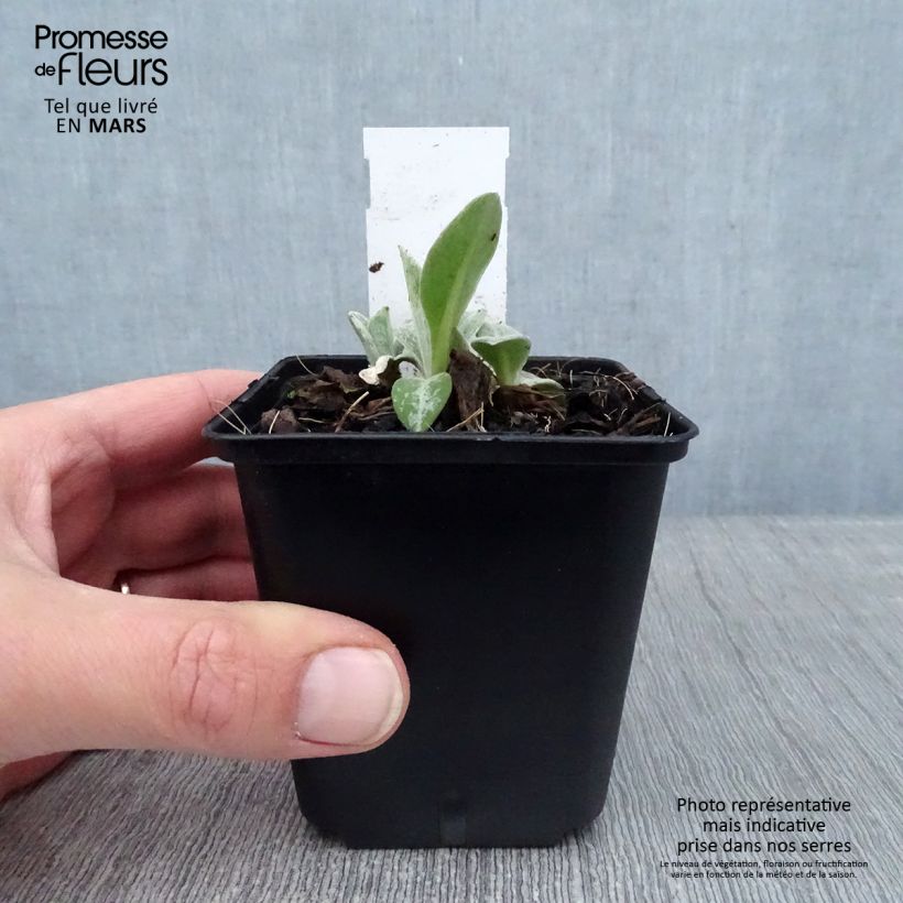 Exemplar von Berg-Flockenblume Coerulea - Centaurea montana Kleine Töpfe von 8/9 cm wie im Winter geliefert