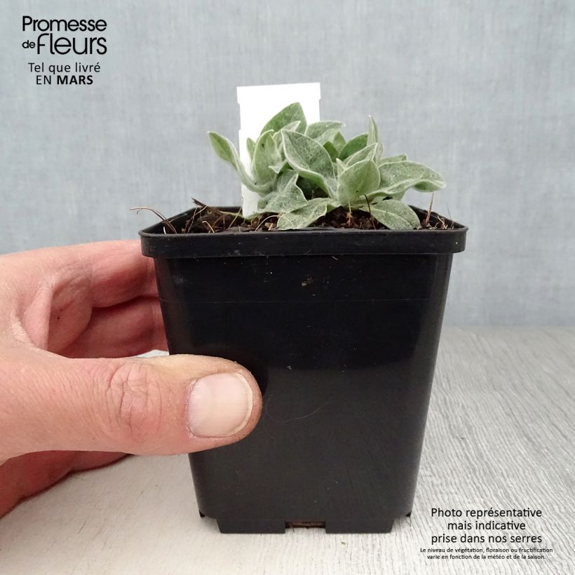 Exemplar von Berg-Flockenblume Coerulea - Centaurea montana Kleine Töpfe von 8/9 cm wie im Frühjahr geliefert