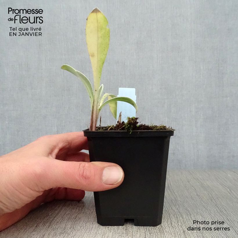 Exemplar von Berg-Flockenblume Amethyst in Snow - Centaurea montana Kleine Töpfe von 8/9 cm wie im Winter geliefert