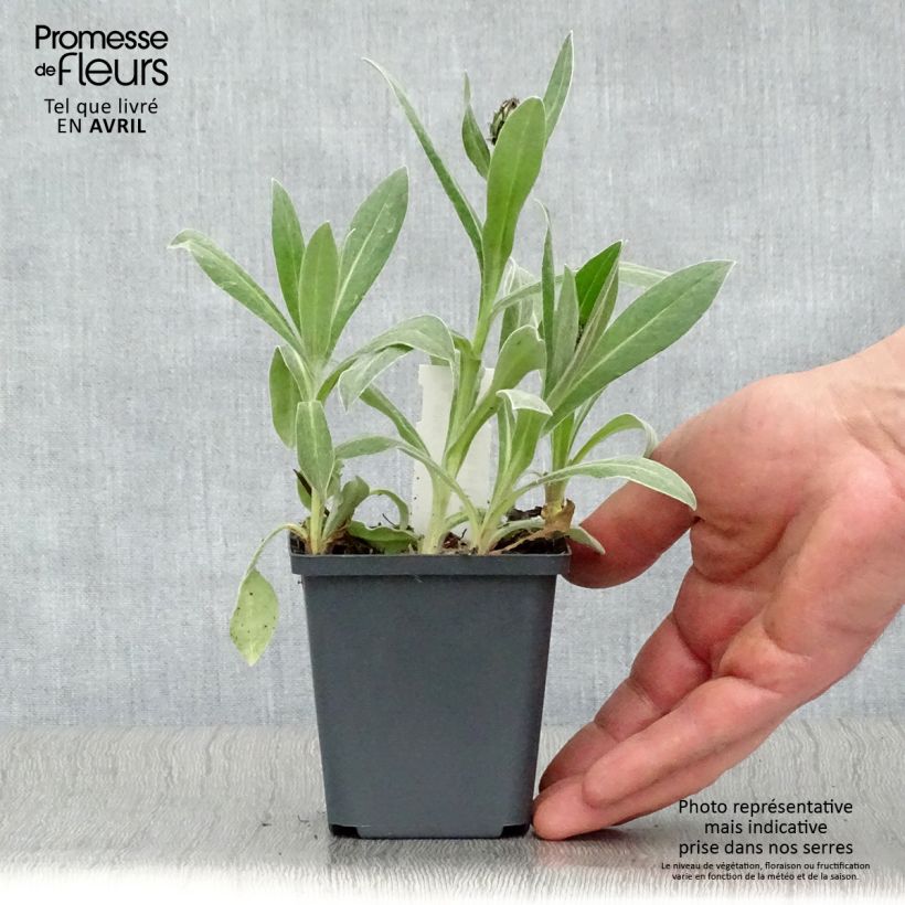 Exemplar von Berg-Flockenblume Amethyst in Snow - Centaurea montana Kleine Töpfe von 8/9 cm wie im Frühjahr geliefert