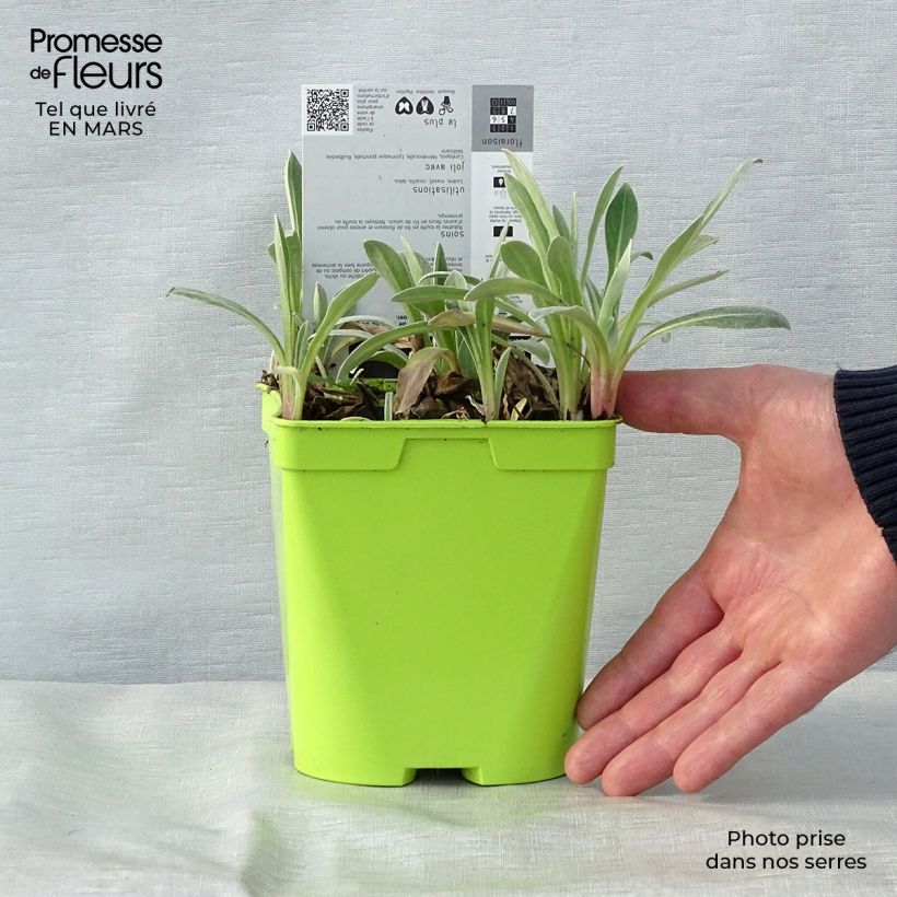 Exemplar von Berg-Flockenblume Amethyst in Snow - Centaurea montana Topf mit 1,5L/2L wie im Frühjahr geliefert