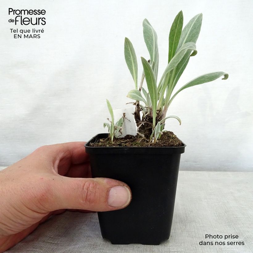 Exemplar von Berg-Flockenblume Sulphurea - Centaurea montana Kleine Töpfe von 8/9 cm wie im Frühjahr geliefert