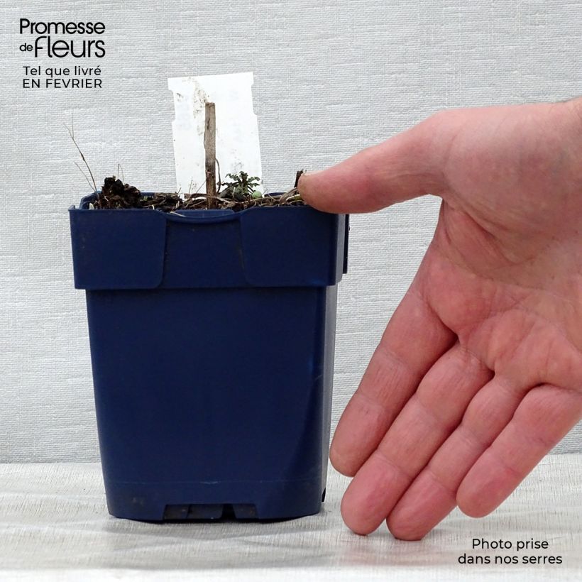 Exemplar von Berg-Flockenblume Alba - Centaurea montana Kleine Töpfe von 8/9 cm wie im Winter geliefert