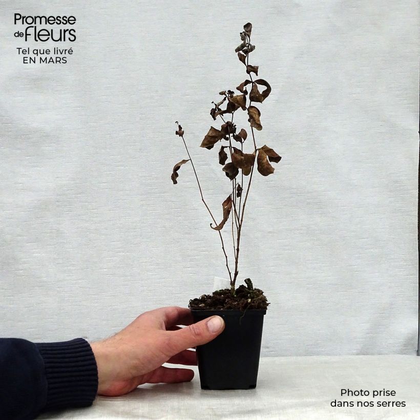 Exemplar von Berg-Flockenblume Amethyst Dream - Centaurea montana Kleine Töpfe von 8/9 cm wie im Frühjahr geliefert