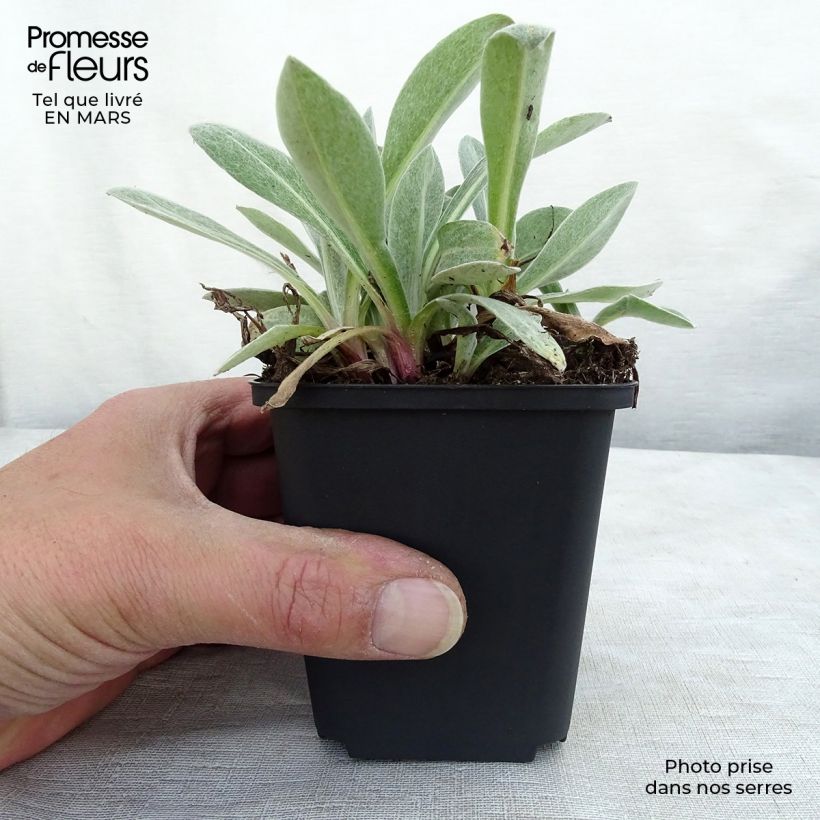 Exemplar von Berg-Flockenblume Purple Heart - Centaurea montana Kleine Töpfe von 8/9 cm wie im Frühjahr geliefert