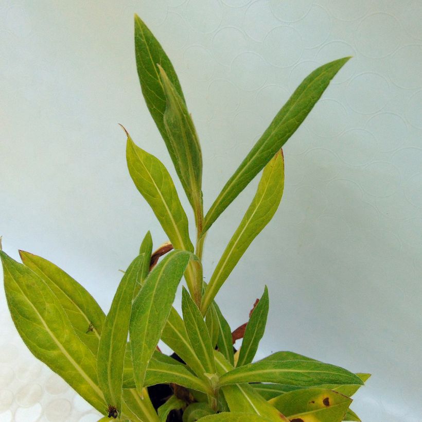 Berg-Flockenblume Black Sprite - Centaurea montana (Foliage)