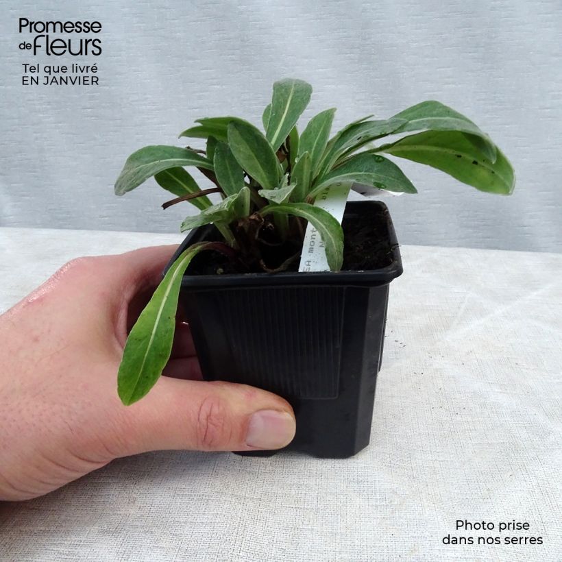 Exemplar von Berg-Flockenblume Black Sprite - Centaurea montana Kleine Töpfe von 8/9 cm wie im Winter geliefert