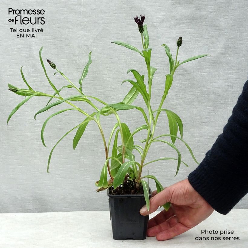 Exemplar von Berg-Flockenblume Black Sprite - Centaurea montana Kleine Töpfe von 8/9 cm wie im Frühjahr geliefert