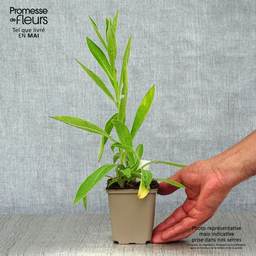 Exemplar von Berg-Flockenblume Jordy - Centaurea montana Kleine Töpfe von 8/9 cm wie im Frühjahr geliefert