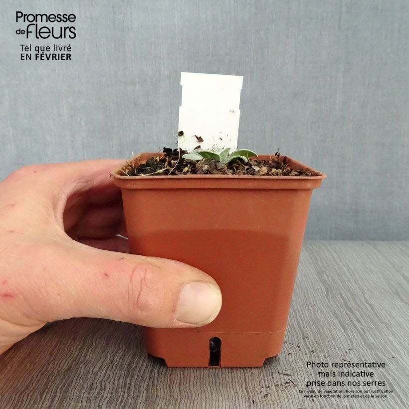 Exemplar von Berg-Flockenblume Carnea - Centaurea montana Kleine Töpfe von 8/9 cm wie im Winter geliefert