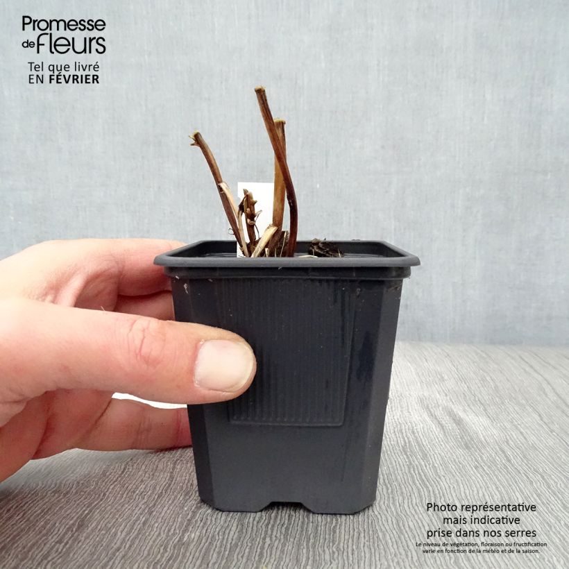 Exemplar von Macleaya cordata Flamingo - Weißer Federmohn Kleine Töpfe von 8/9 cm wie im Winter geliefert