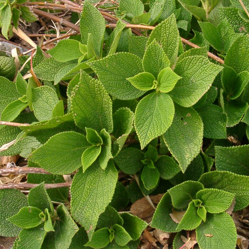 Boehmeria biloba - Chinagras (Plant habit)