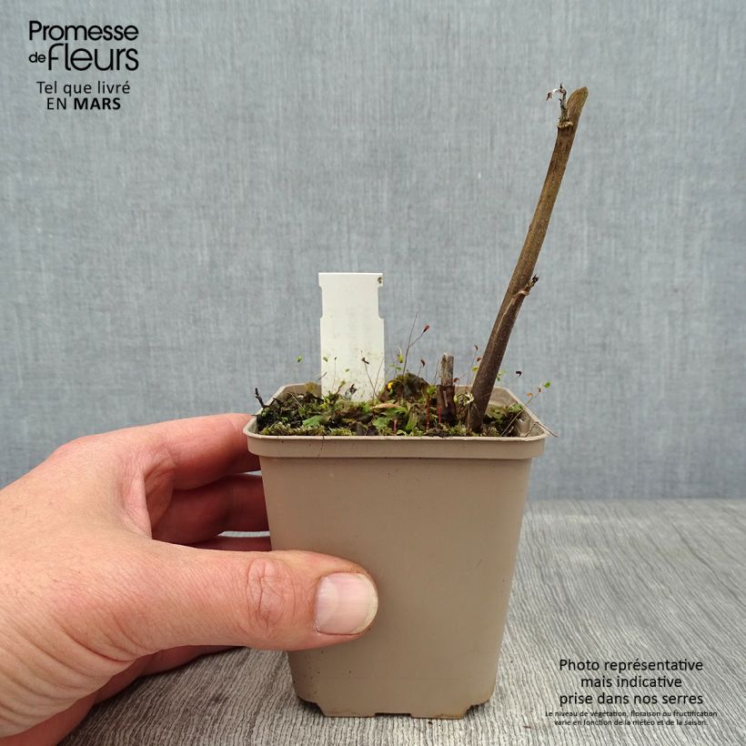 Example of Boehmeria cylindrica - Chinagras Kleine Töpfe von 8/9 cm as you get in hiver
