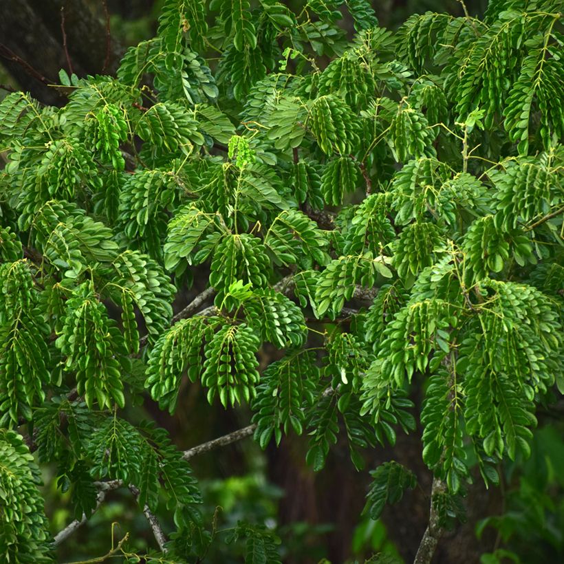 Albizia lebbeck (Foliage)